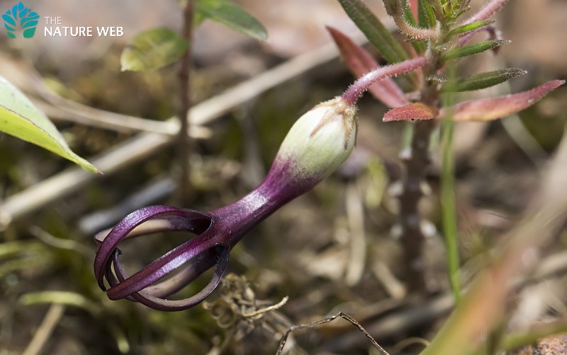 Jaini Ceropegia